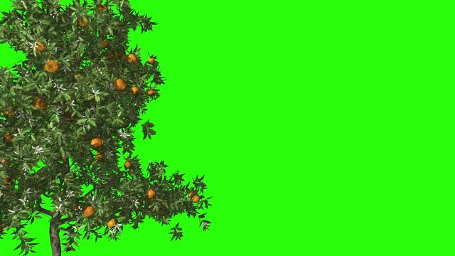 3d render orange tree in the wind. Green screen for keying