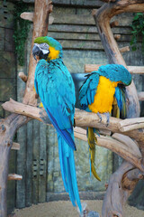 Two obleshshy parrots in captivity.