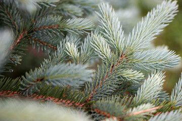 Branches of blue needles closeup