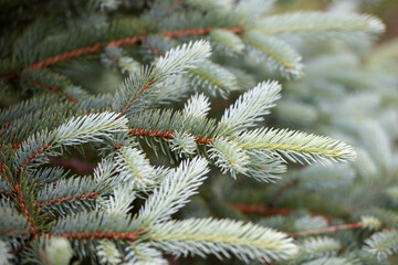 Branches of blue needles closeup