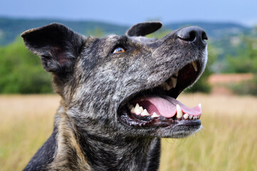 Beautiful young obedient dog looking at his trainer, waiting for instructions