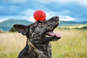 Young funny trained dog carrying his ball on his head and learning new tricks