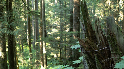 morning in the woods