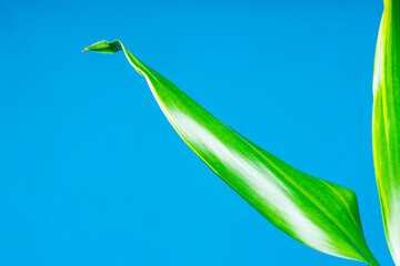 Obraz premium Grüne Palmenblätter auf blauem Studio Hintergrund