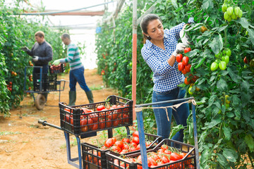 International farmer team harvesting tomatoes in greenhouse