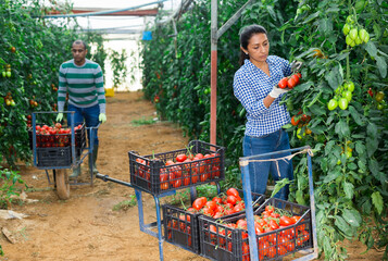Obraz premium Colombian woman farmer harvesting red tomatoes in greenhouse