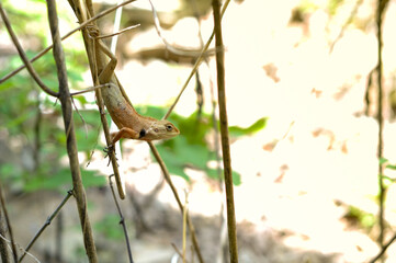 lizard on a tree