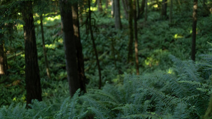 forest in the morning