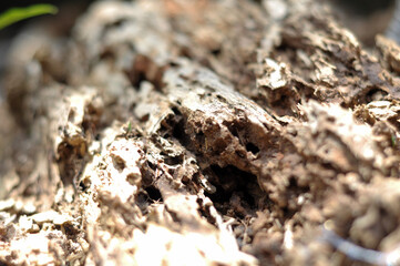 close up of a tree trunk used to make cards for the new year festival on valentines day, birthday, poster, christmas