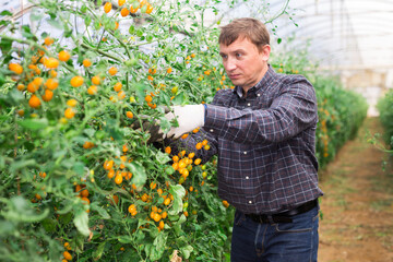 Male farmer harvesting ripe tomatoes in greenhouse