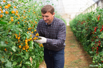 Male farmer harvesting ripe tomatoes in greenhouse