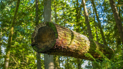 Log