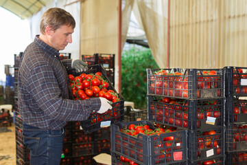 Man worker stacking crates with picked tomatoes