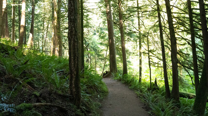 footpath in the forest