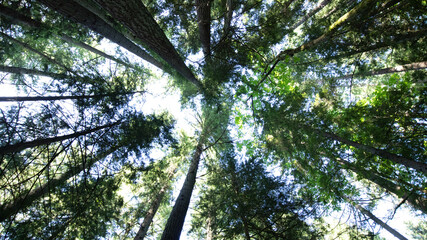 sky and trees