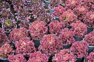 red oak lettuce in black plastic pot 