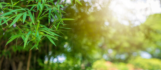 Natural bamboo tree leaf  with green blur background