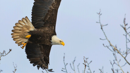 bald eagle in flight hunting, alert.