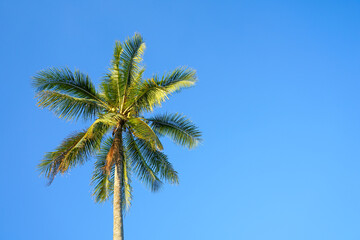 Obraz na płótnie Canvas palm tree on blue sky