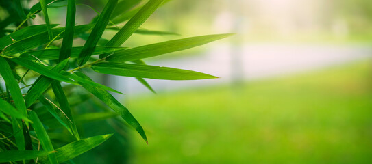 Naklejka premium Natural bamboo tree leaf with green blur background