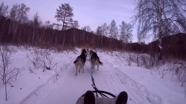 Siberian Husky Dogs sledding activity in holiday trip at Listvyanka Village,Irkutsk ,Russia