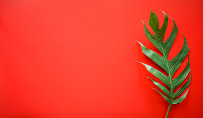 Fototapeta na wymiar Flat lay of Green tropical Monstera leaf on red background with copy space