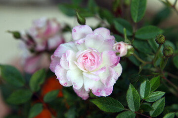 Closeup of beautiful pink rose surrounded by green leaves and foliage