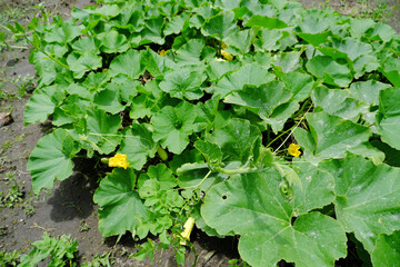 成長するカボチャの育成