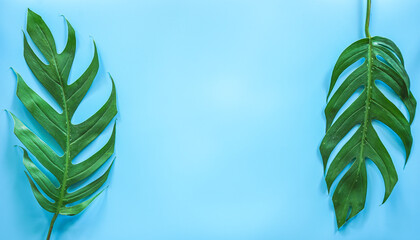 Fototapeta na wymiar Flat lay of Green tropical Monstera leaf on blue background with copy space
