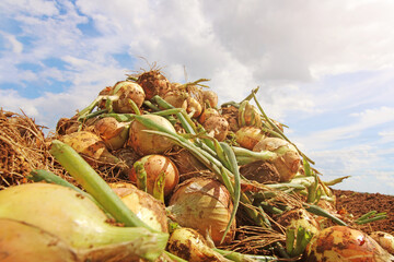 Landwirtschaftliche Zwiebelernte, die gerodeten Zwiebel liegen auf Stapeln
