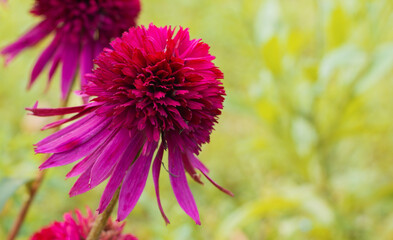 Pink flowers of Echinacea close-up. Nature background. Blooming Echinacea. Herbal plants. Echinacea...