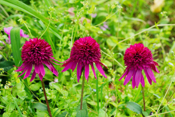 Nature floral background. Pink flowers of Echinacea close-up. Nature background. Blooming Echinacea. Herbal plants. Echinacea variety Cranberry Cupcake