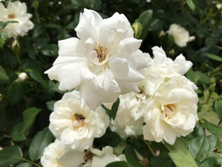 Closeup of beautiful white roses in garden setting surrounded by green foliage and leaves