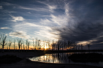 dead trees sunset  silhouette sunset