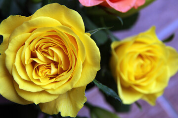 Fototapeta premium Beautiful yellow roses surrounded by green leaves