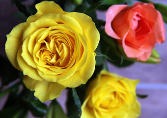 Beautiful yellow roses surrounded by green leaves