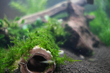 ウィローモスの苔を食べるミナミヌマエビ