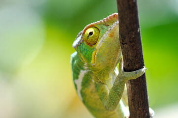 Chamäleon in Madagaskar, Nosy Iranja