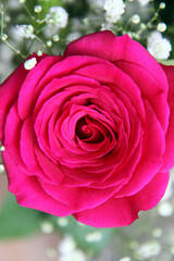 Closeup of beautiful pink rose surrounded by green leaves and foliage