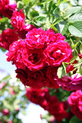 Closeup of beautiful pink rose surrounded by green leaves and foliage
