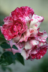 Closeup of beautiful pink rose surrounded by green leaves and foliage