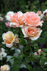 Beautiful apricot roses surrounded by green foliage