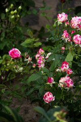 Obraz premium Rose bushes growing in the garden and on the walls