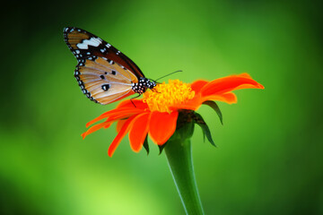 Morning butterflies and flowers