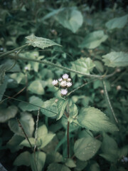 a small flower that grows between leaves