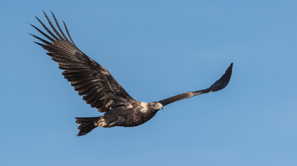 The endangered Tasmanian wedge -tailed eagle soars overhead with an eye on the photographer