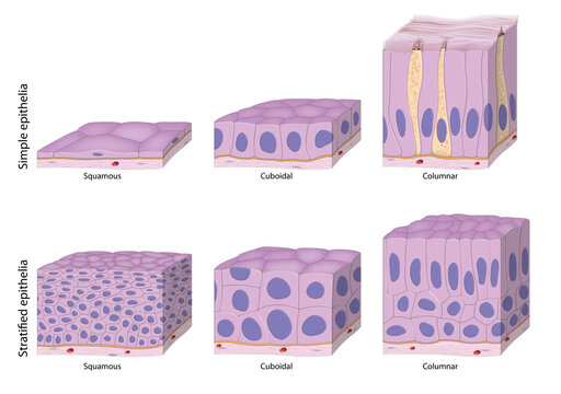 Types of Epithelium