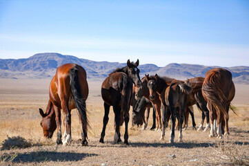 Fototapeta na wymiar Herd of gorgeous brown horses (Equus ferus caballus) grazing at dried steppe in Central Asia with blue mountains on the background, nature in Kazakhstan
