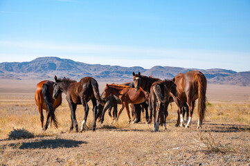 Herd of gorgeous brown horses (Equus ferus caballus) grazing at dried steppe in Central Asia with...