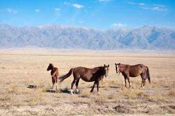 Gorgeous horse (Equus ferus caballus) and foal grazing at dried steppe in Central Asia with blue...